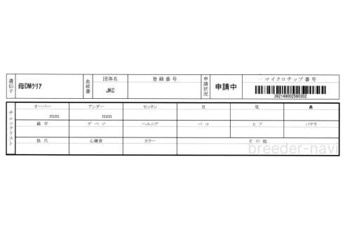 販売中の埼玉県のイタリアングレーハウンド(イタグレ)-386083の2枚目